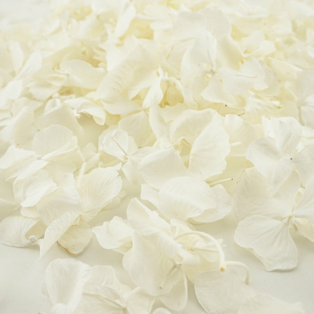 Frosting Freeze Dried Hydrangea Petal Confetti Biodegradable Wedding Confetti Ivory