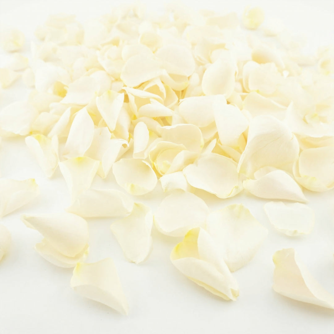 Pop the Champagne Freeze Dried Rose Petals Biodegradable Wedding Confetti Cream
