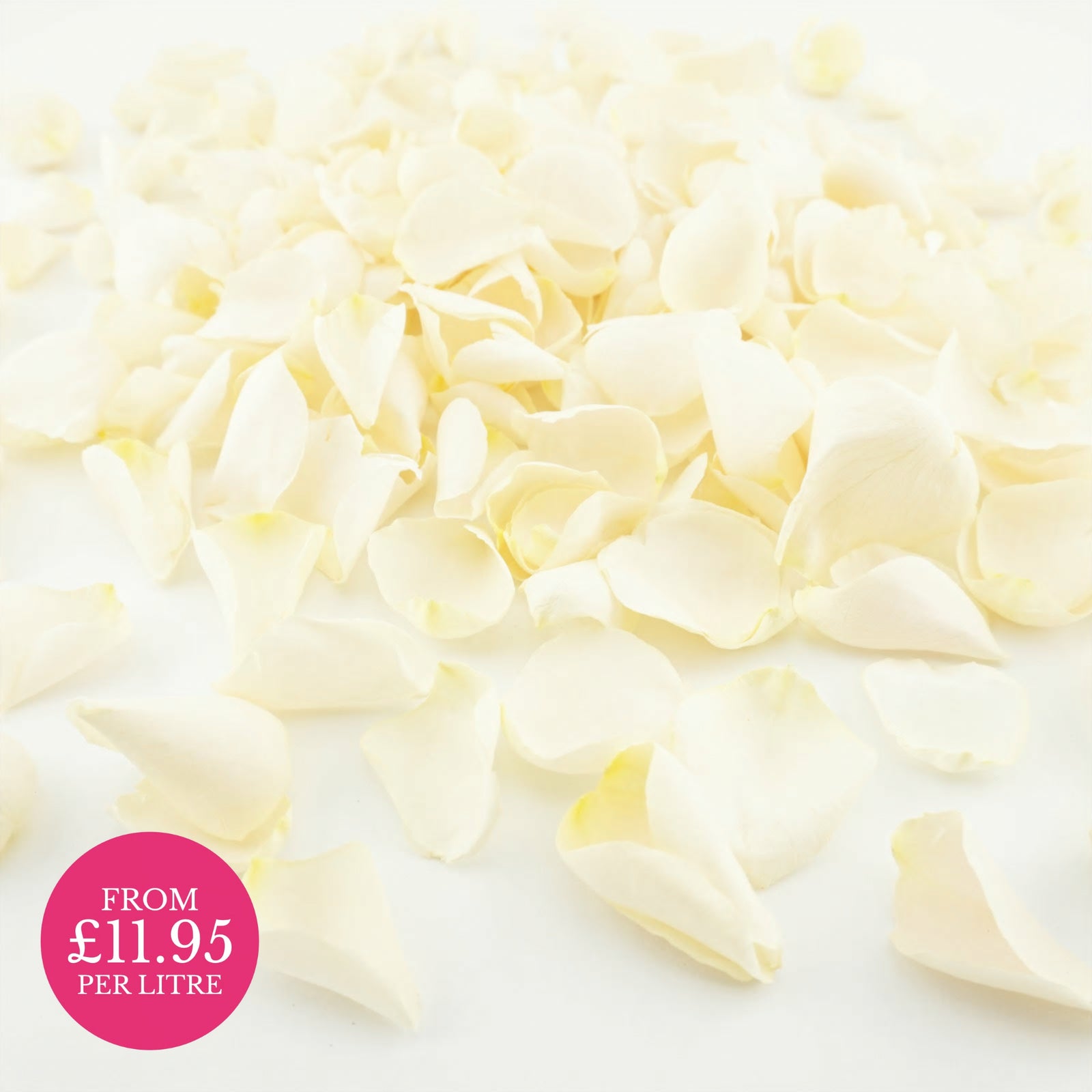 Freeze-dried rose petals - wedding confetti petals - biodegradable confetti - natural confetti - real flower petals - Pop the Champagne ivory cream - The Dried Petal Company