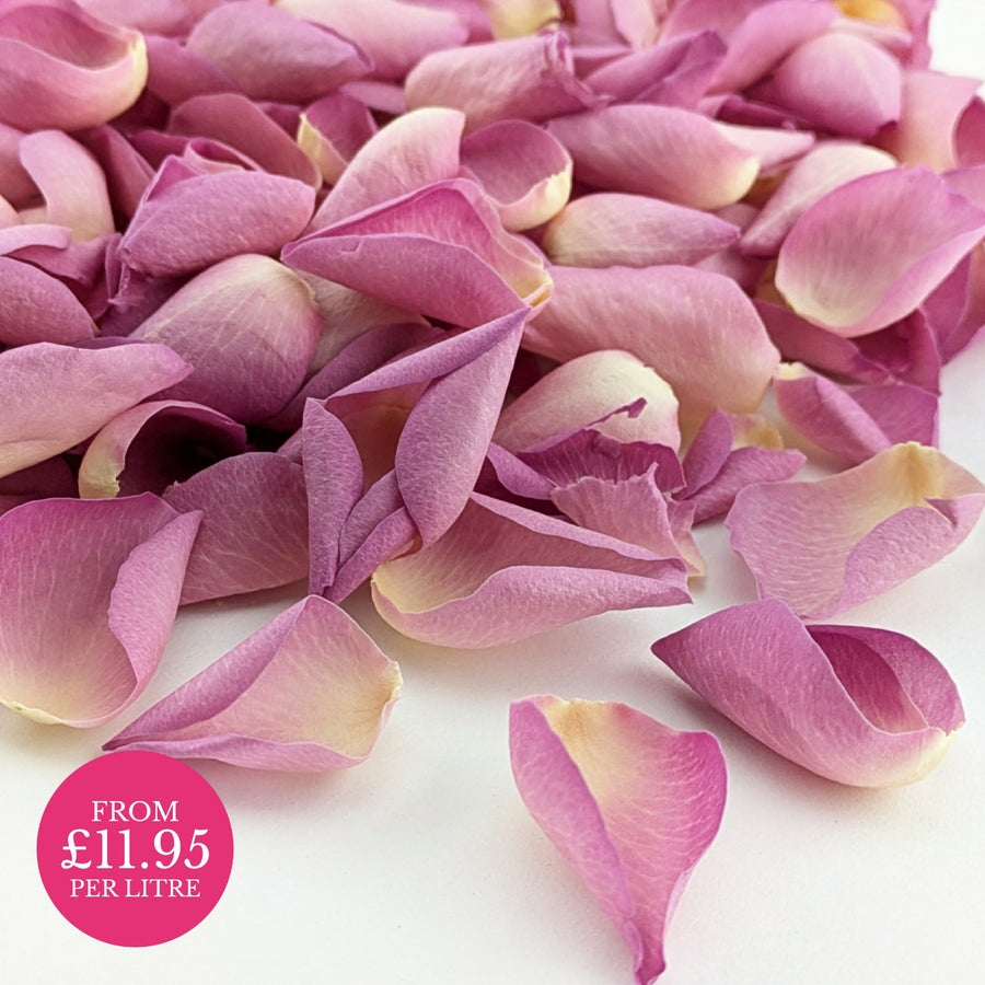 Sugar Candy - freeze-dried rose petals - biodegradable confetti - natural confetti - wedding confetti - The Dried Petal Company