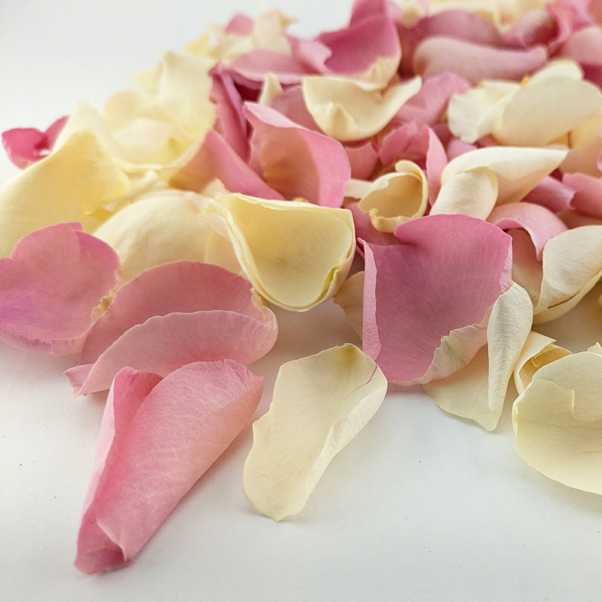 Freeze-dried rose petals - wedding confetti petals - biodegradable confetti - natural confetti - real flower petals - Sweethearts - pink ivory cream - The Dried Petal Company