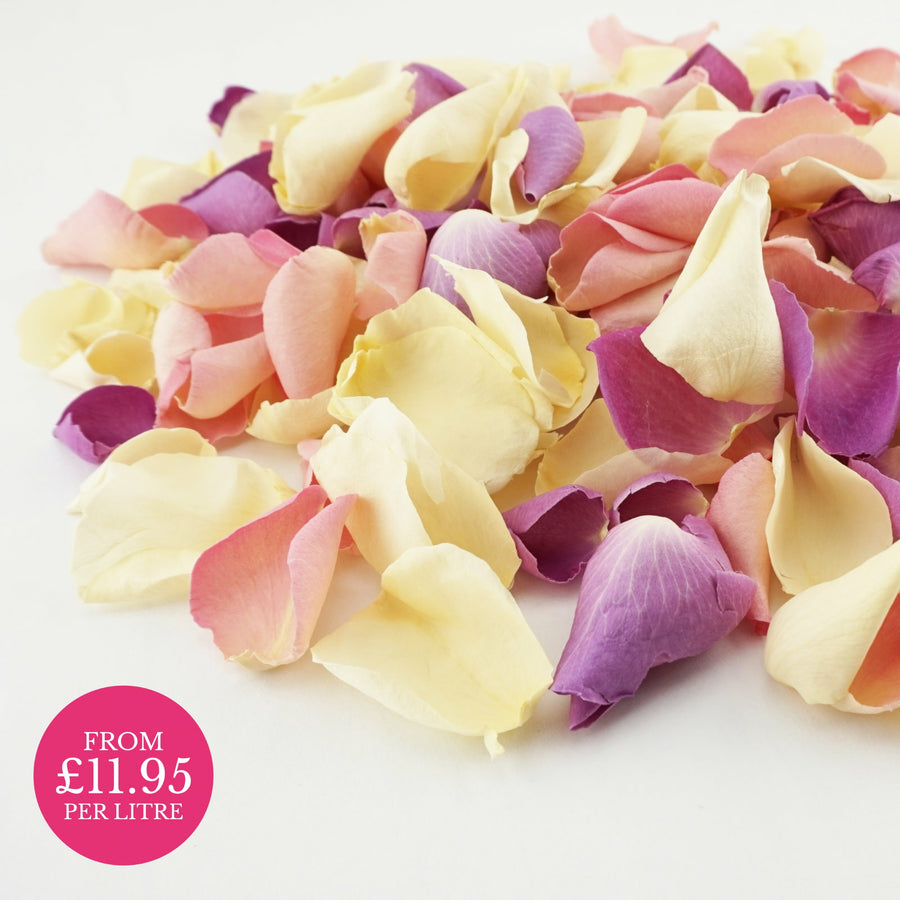 Whisper - Freeze-dried rose petals - cream purple lilac pink - natural confetti - biodegradable confetti - wedding confetti - The Dried Petal Company