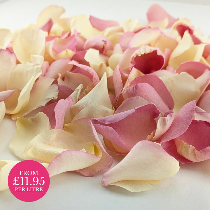 Biodegradable wedding confetti - Freeze-dried rose petals - Pastel colours mix. Wishes - pink cream - real flower petals - natural confetti -The Dried Petal Company