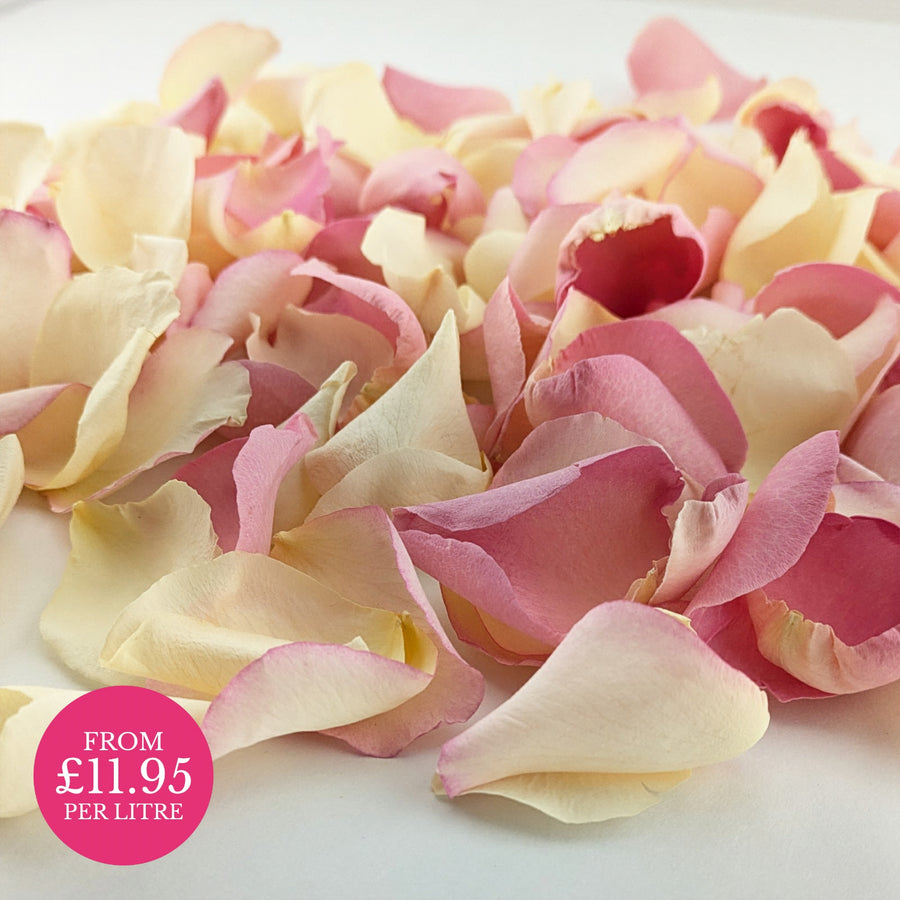 Biodegradable wedding confetti - Freeze-dried rose petals - Pastel colours mix. Wishes - pink cream - real flower petals - natural confetti -The Dried Petal Company