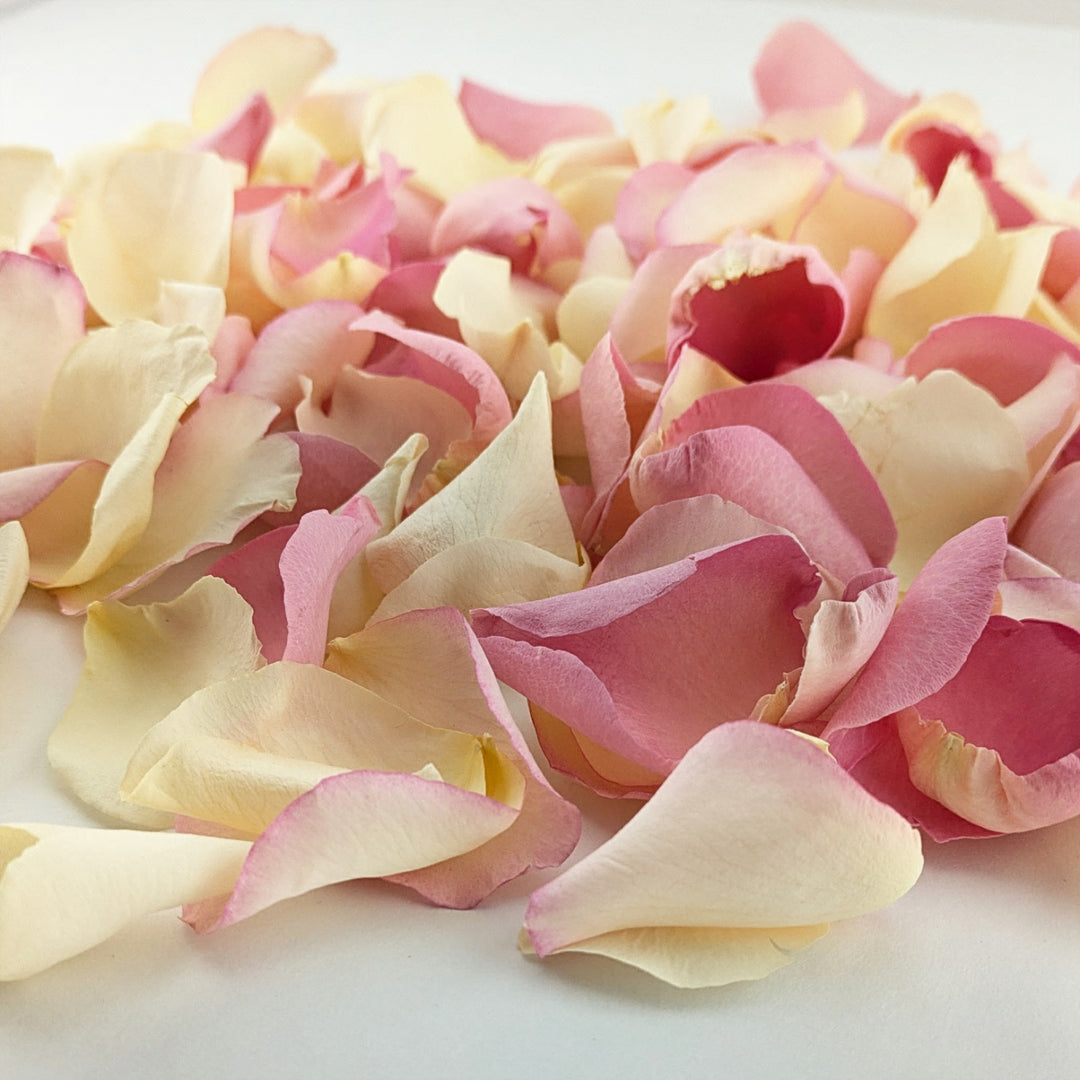 Biodegradable wedding confetti - Freeze-dried rose petals - Pastel colours mix. Wishes - pink cream - real flower petals - natural confetti -The Dried Petal Company