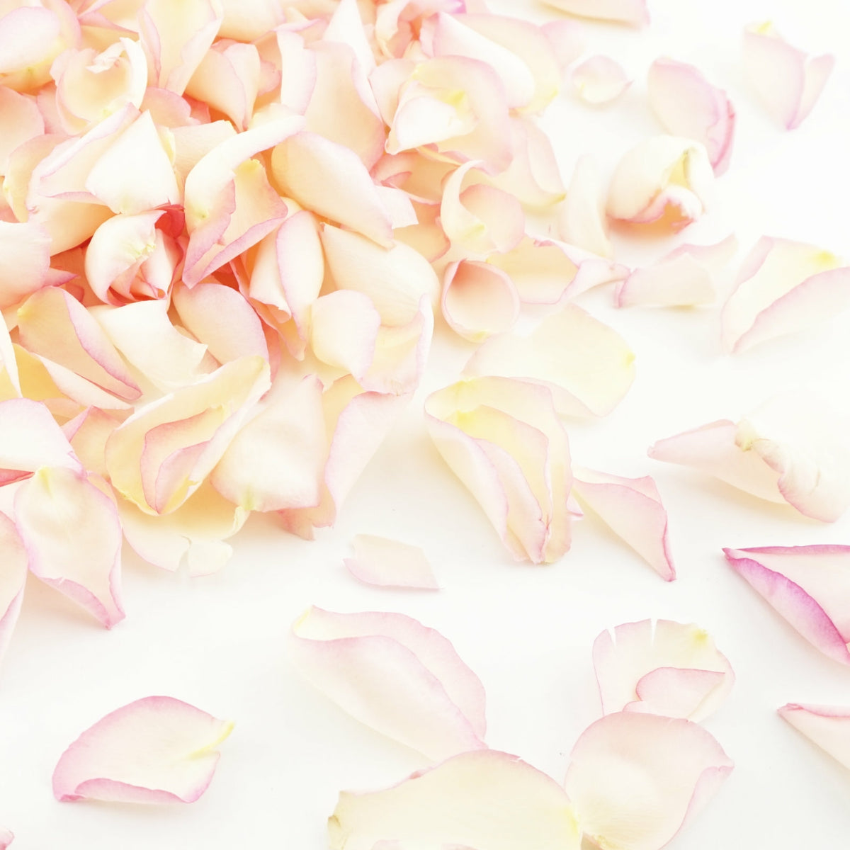 Blushing Bride - cream ivory pink rose petals - Freeze-dried rose petals - wedding confetti petals - biodegradable confetti - natural confetti - real flower petals - The Dried Petal Company