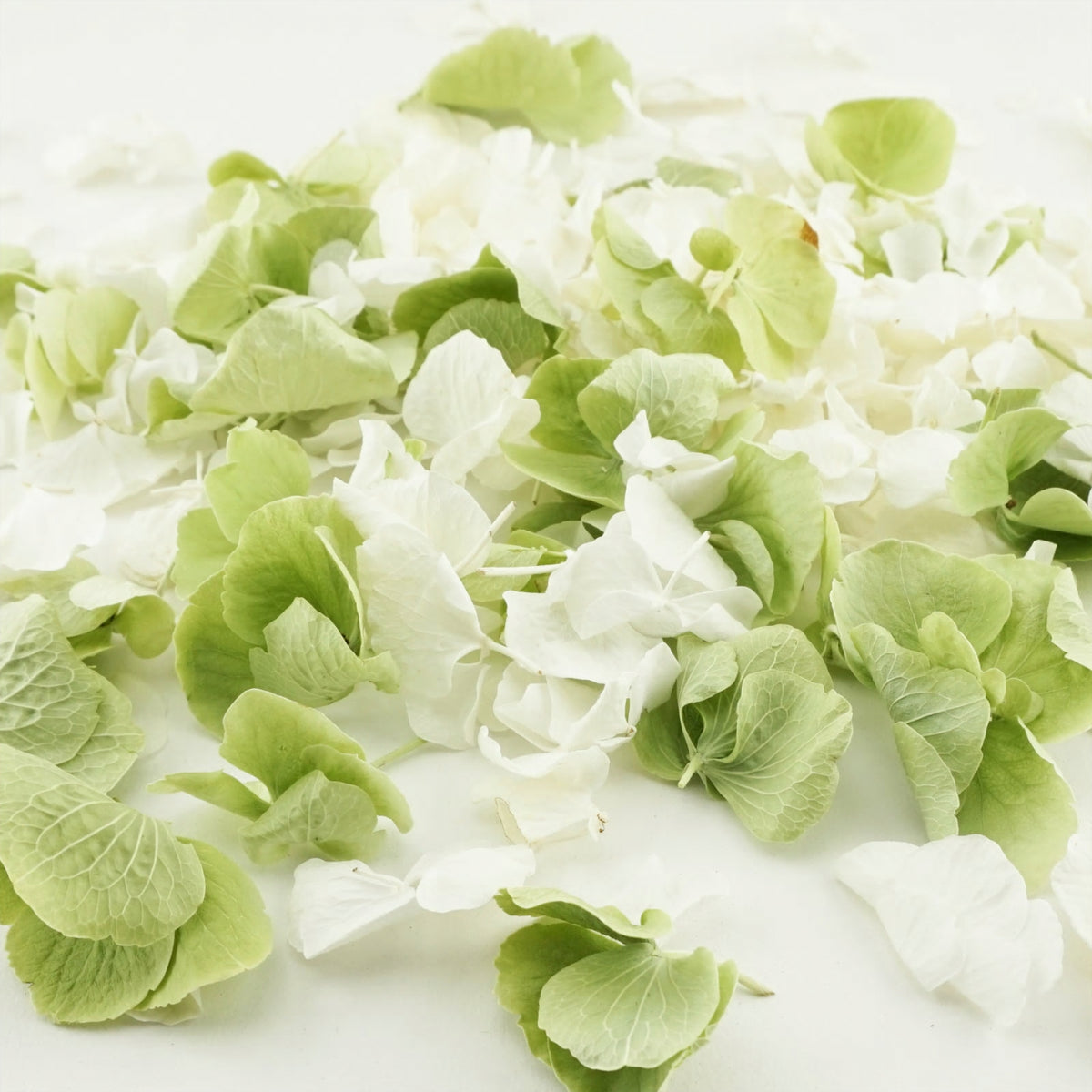 Freeze-dried hydrangea petals - wedding confetti petals - biodegradable confetti - natural confetti - real flower petals - Hint of Mint - green ivory - The Dried Petal Company