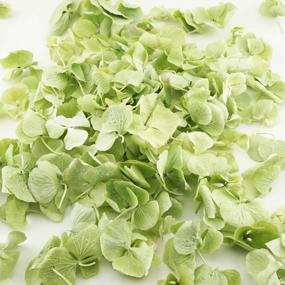 Mint Green Freeze Dried Hydrangea Petal Confetti Biodegradable Confetti