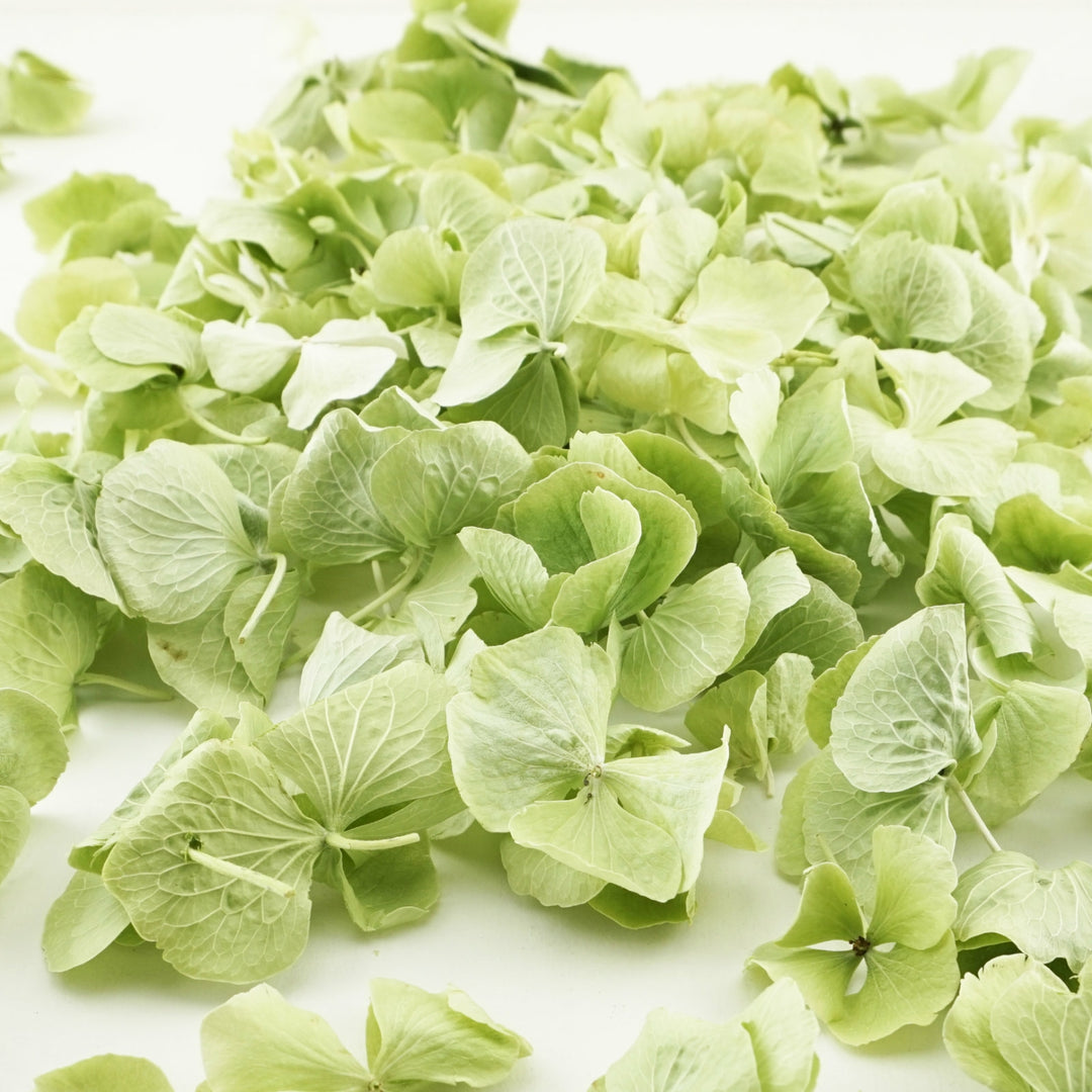 Mint Green Freeze Dried Hydrangea Petal Confetti Biodegradable Confetti