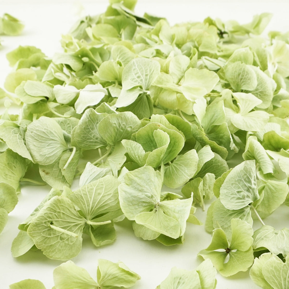 Freeze-dried hydrangea petals - wedding confetti petals - biodegradable confetti - natural confetti - real flower petals - Mint - green - The Dried Petal Company