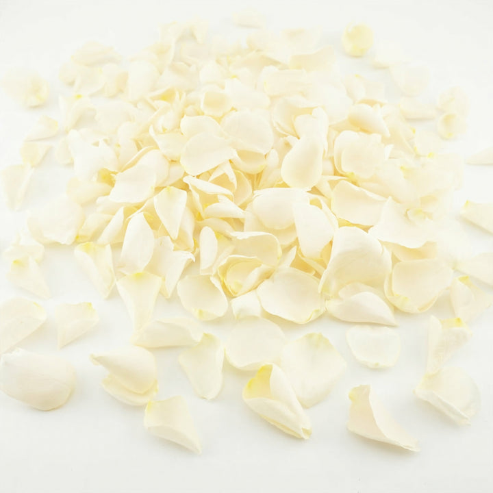 Pop the Champagne Freeze Dried Rose Petals Biodegradable Confetti Cream / Ivory