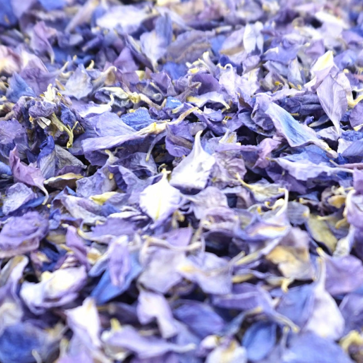 Blueberry Fool - Dried Petal Wedding Confetti - larkspur petals - british grown - natural confetti - biodegradable confetti - flower confetti - The Dried Petal Company